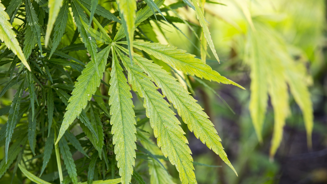 米・合法化で拡大する未成年の大麻摂取 「大人の事情」が命の危険生むの画像1