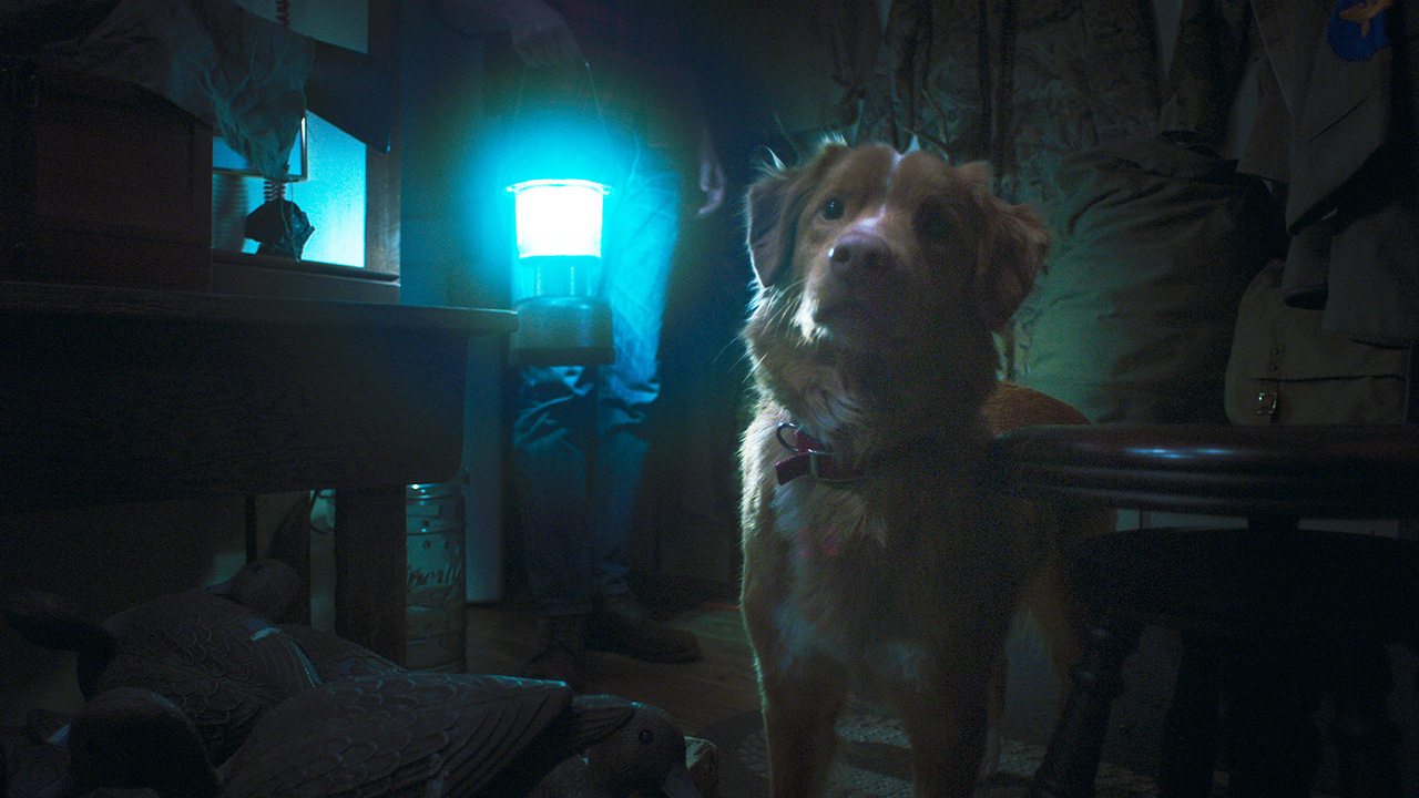 犬視点の異色ホラー『GOODBOY』、26年は『ひつじ探偵団』『雌鶏』“動物目線”映画が続々…“かわいい”だけじゃない2つの理由の画像1