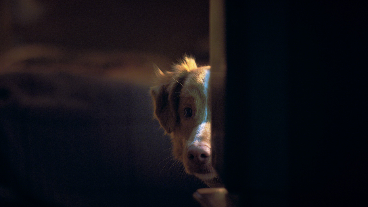 犬視点の異色ホラー『GOODBOY』、26年は『ひつじ探偵団』『雌鶏』“動物目線”映画が続々…“かわいい”だけじゃない2つの理由の画像2