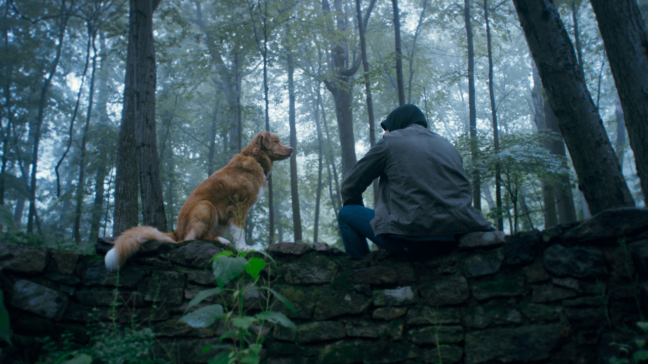 犬視点の異色ホラー『GOODBOY』、26年は『ひつじ探偵団』『雌鶏』“動物目線”映画が続々…“かわいい”だけじゃない2つの理由の画像4