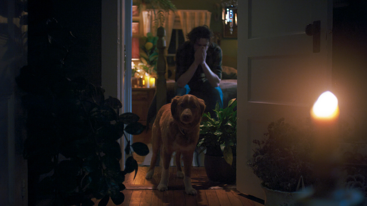 犬視点の異色ホラー『GOODBOY』、26年は『ひつじ探偵団』『雌鶏』“動物目線”映画が続々…“かわいい”だけじゃない2つの理由の画像5